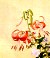 Paintings, Albums, Album of Flower Paintings, Leaf 9