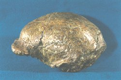 The first Peking Man Skull-cap discovered