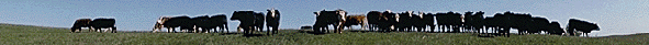 Livestock and grazing