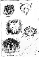 Photo # NH 92116:  Some of the Jeannette Expedition's dogs.  Engraving after a sketch by Raymond Lee Newcomb