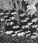 Congo elephants travel only in large packs