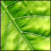 Plant Information Center