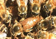 The Internet Apiculture and Beekeeping Archive