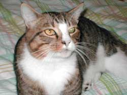 everette kitty