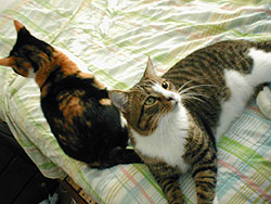 kitties on bed