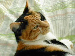 JULIA KITTY