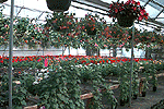 Greenhouse #1