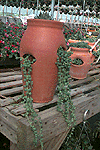 Greenhouse #3