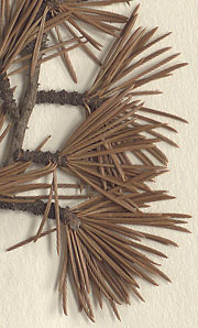 Needles 2.5-5.0 cm. long, stiff and evergreen