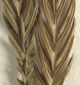 Needles three-sided, four-sided, or oval in cross section (close-up image)