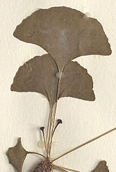 Leaves simple, fan-shaped