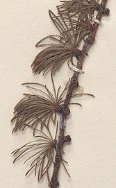 Needles 1.0-3.5 cm. long, soft and deciduous