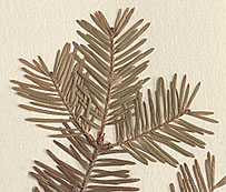 Needle-like, simple leaves