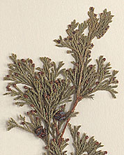 Scale-like, simple leaves