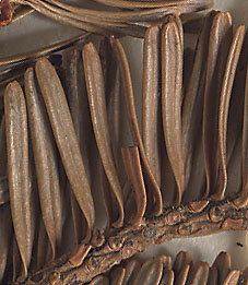 Needles two-sided (close-up image)