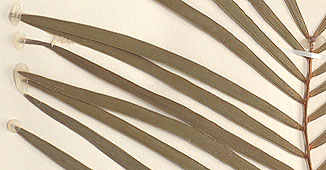 Leaflets mostly flat, without spine-like tips